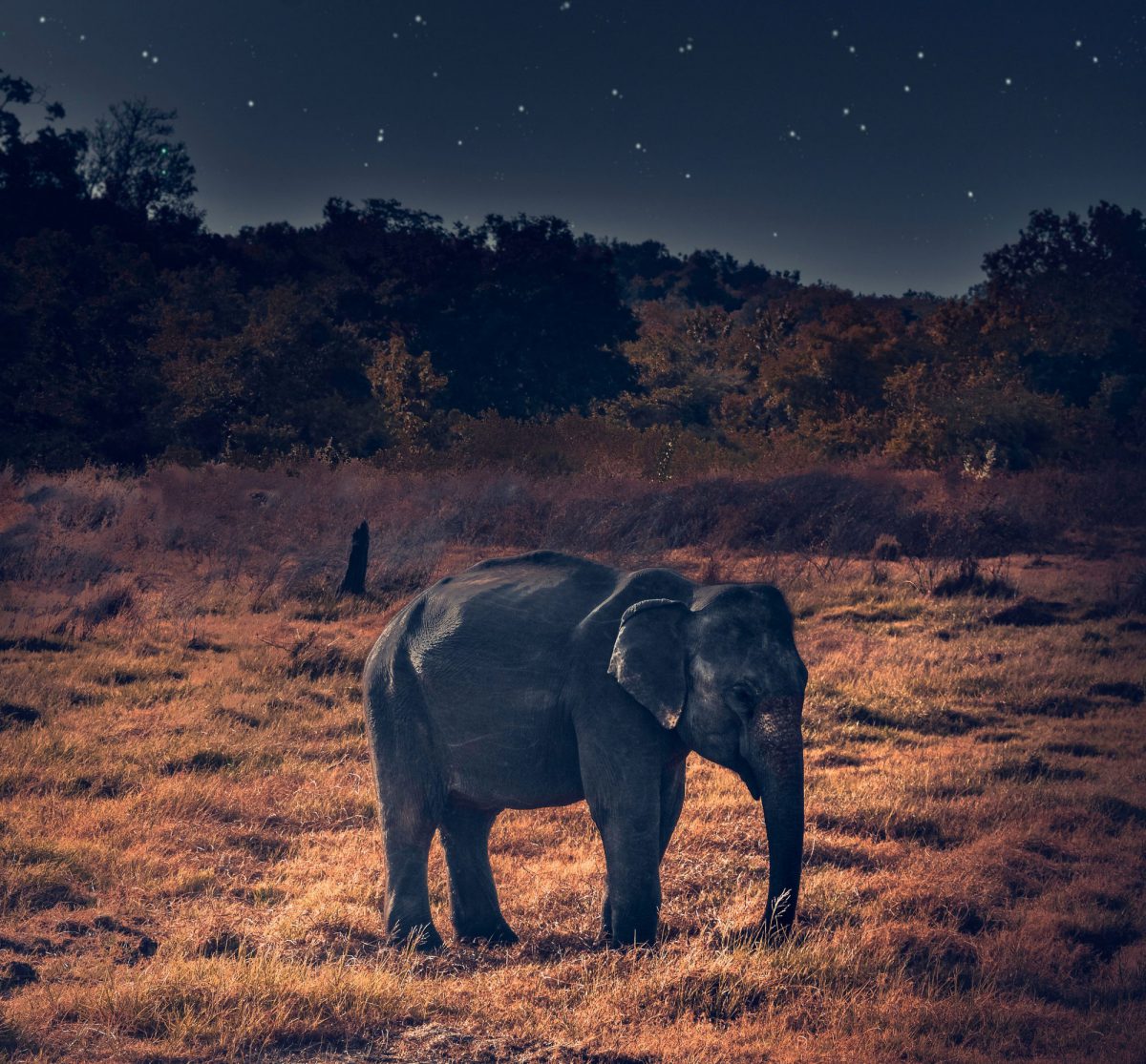 african-elephant-elephant-mammal-1750820 copy